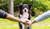 Filmheader_HanseMerkur_Hund_02.jpg