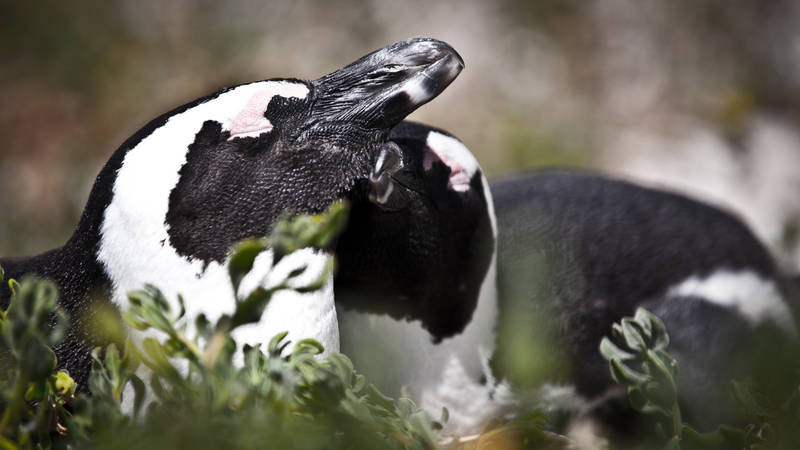 Antarctica Project ANT-Land 2011/12 #1