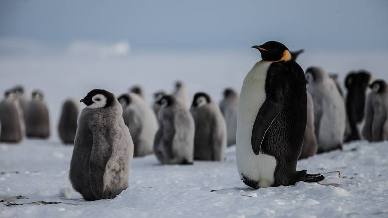 Antarctica Project ANT-Land 2011/12 #2