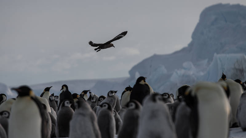 Antarctica Project ANT-Land 2011/12 #2