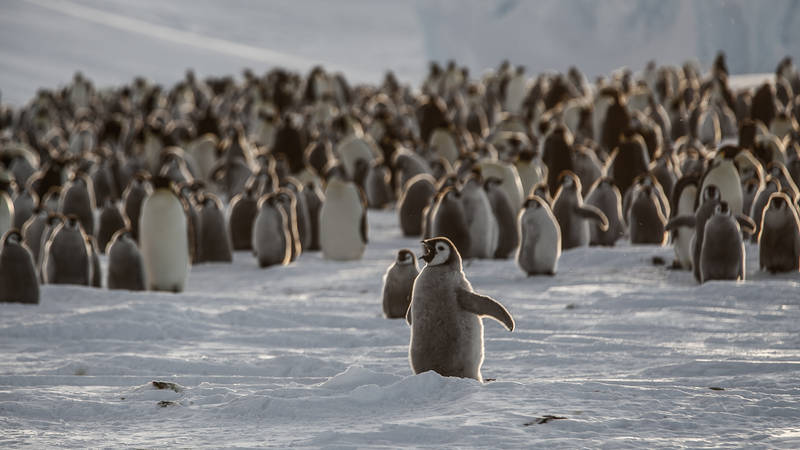 Antarctica Project ANT-Land 2011/12 #2