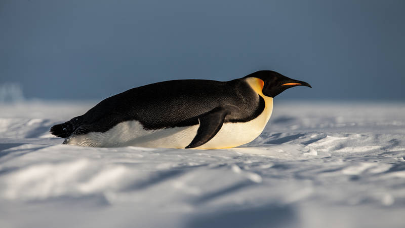 Antarctica Project ANT-Land 2011/12 #2