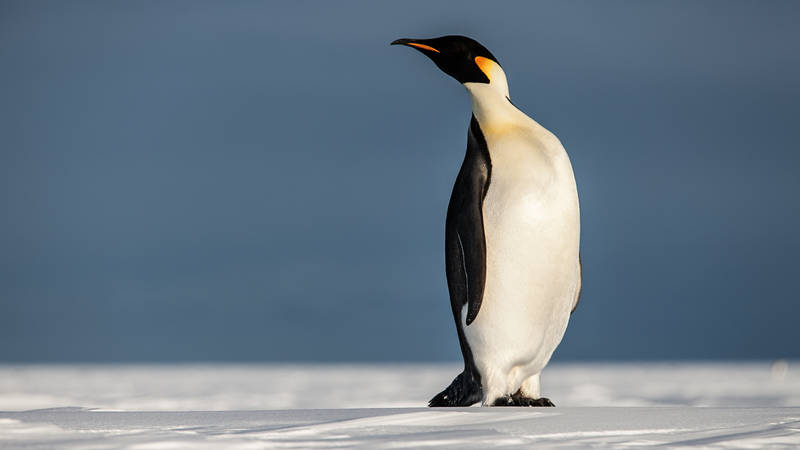 Antarctica Project ANT-Land 2011/12 #2