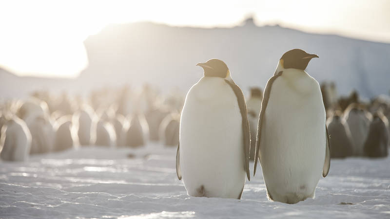 Antarctica Project ANT-Land 2011/12 #2