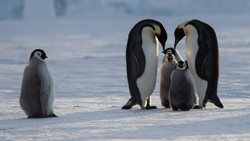 Antarctica Project ANT-Land 2011/12 #2